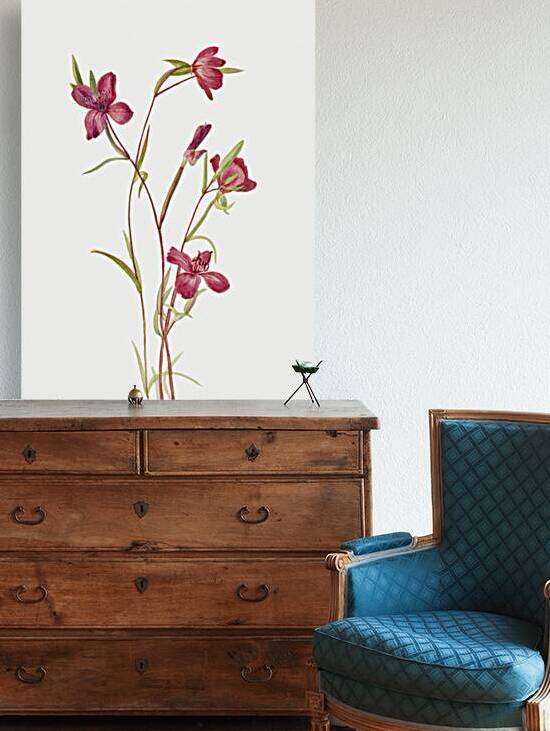 Farewell to Spring Godetia amoena lilja 1930 by IStockHistory com