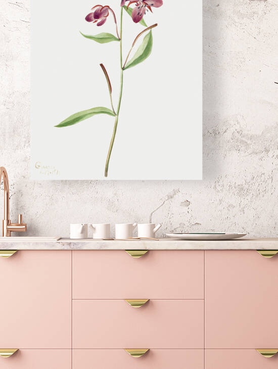 Red Willowweed Epilobium latifolium 1911 by IStockHistory com