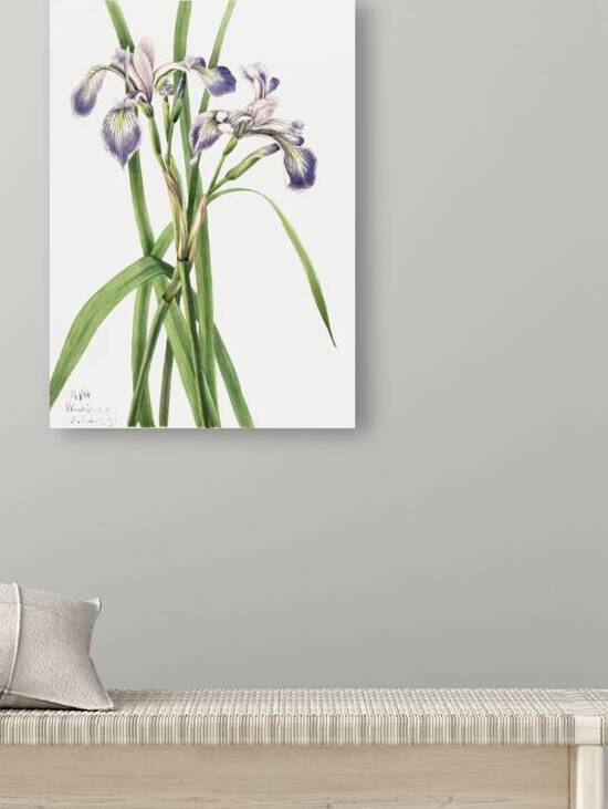 Blueflag Iris Iris versicolor 1919 by IStockHistory com