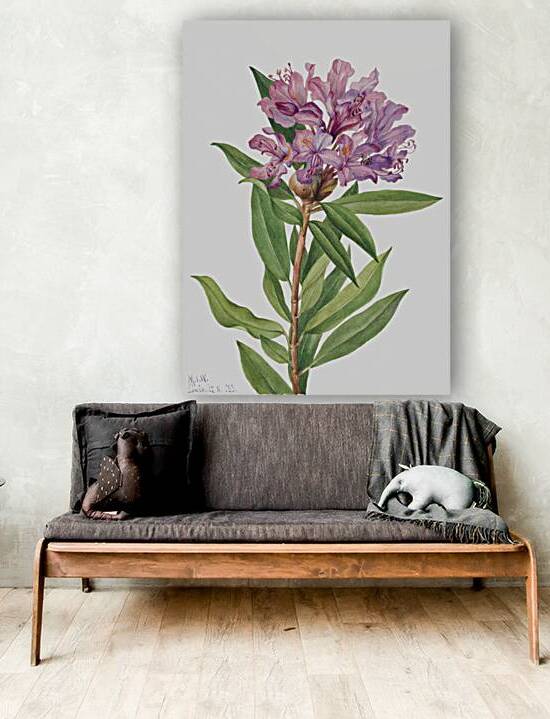 California Rose Bay Rhododendron californicum 1933 by IStockHistory com