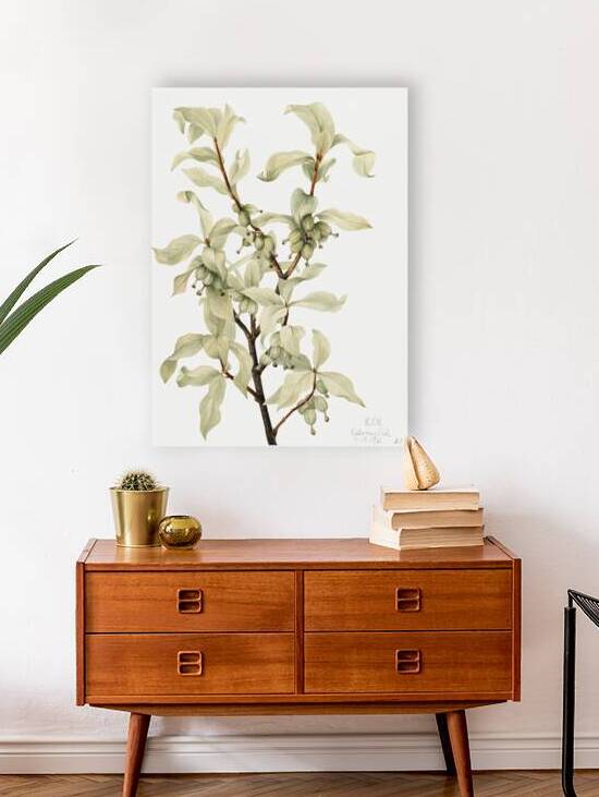 Silverberry Elaeagnus commutata 1922 by IStockHistory com