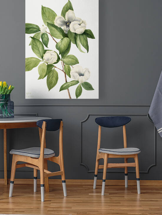 Virginia Stewartia Stewartia malachodendron 1925 by IStockHistory com