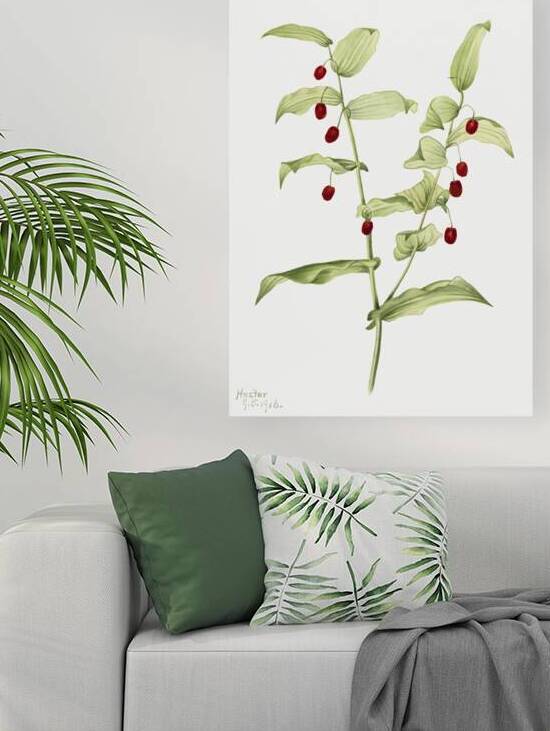 Clasping Twisted Stalk Streptopus amplexifolius 1916 by IStockHistory com