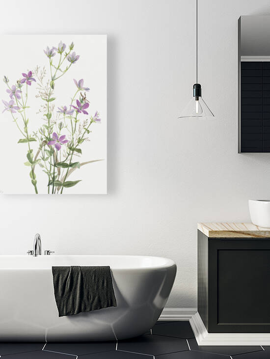 Gentianacease sabbalia angularis 1880 by IStockHistory com