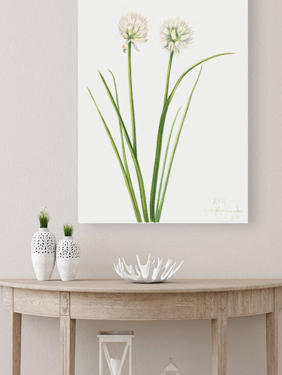 Northern Onion Allium sibiricum 1920 by IStockHistory com