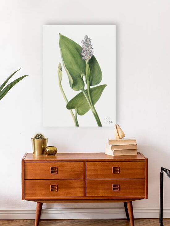 Northern Onion Allium sibiricum 1920 by IStockHistory com