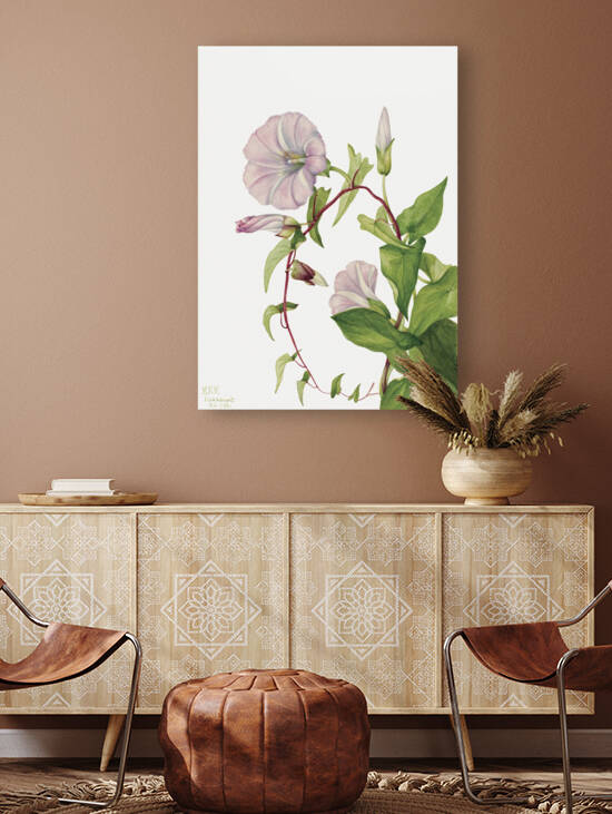 Hedge Bindweed Calystegia Convolvulus sepium 1932  by IStockHistory com