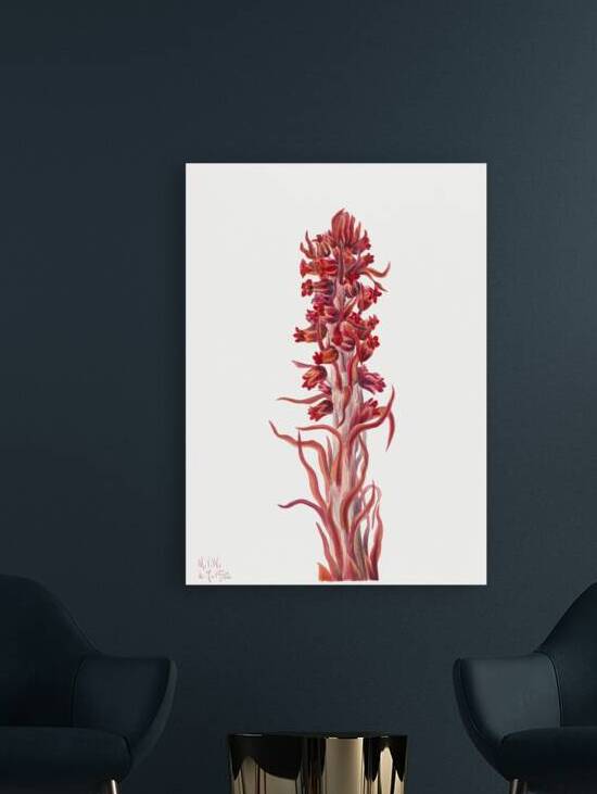 Snow Plant Sarcodes sanguinea 1930 by IStockHistory com