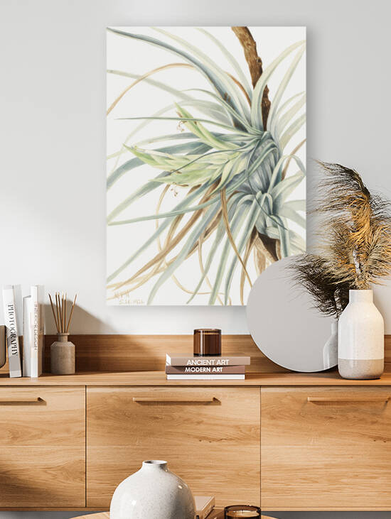 Wild Pineapple Tillandsia fasciculata 1921 by IStockHistory com