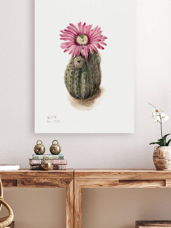 Turkeyhead Cactus Echinocerus perbellus 1930 by IStockHistory com