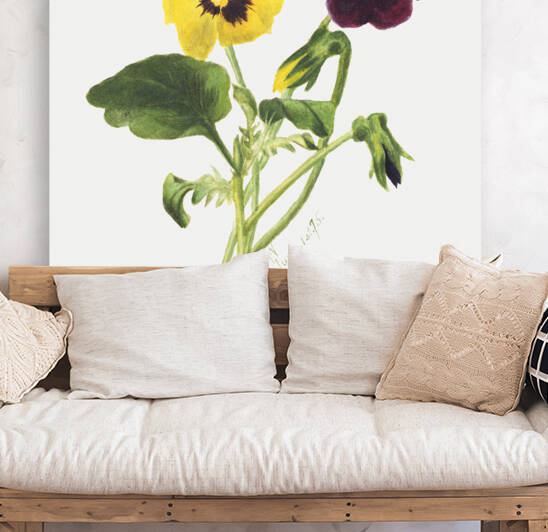 Pansies 1875 by IStockHistory com