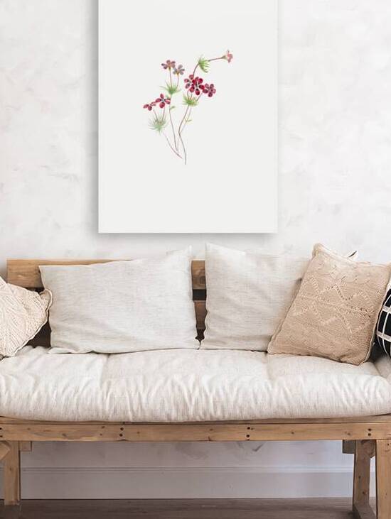 Gilia linanthus parviflorus 1900–1930 by IStockHistory com