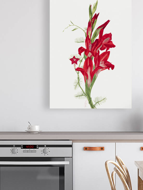 Cannas and Cypress Vine Canna species and Ipomoea quamoclit 1877 by IStockHistory com