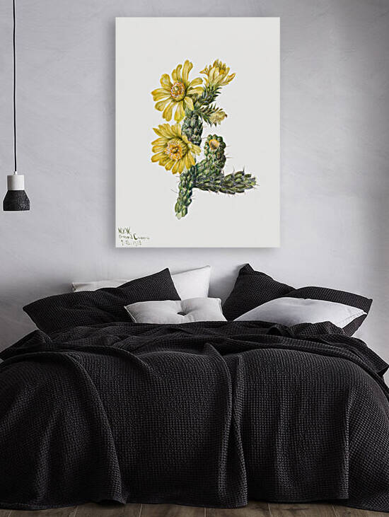 Cylindropuntia whipplei 1938 by IStockHistory com