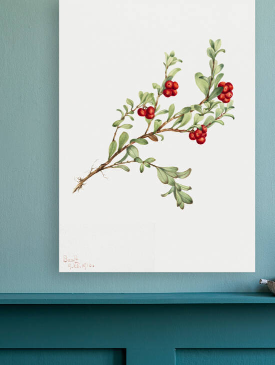 Bearberry Arctostaphylos uva-ursi 1916 by IStockHistory com