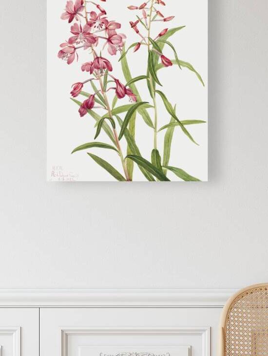 Fireweed Epilobium angustifolium 1902 by IStockHistory com