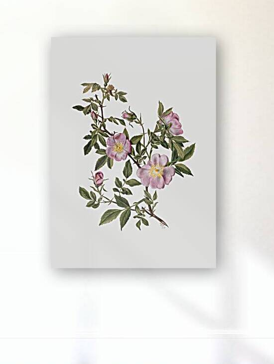 Rose Mallow Hibiscus moscheutos 1878 by IStockHistory com