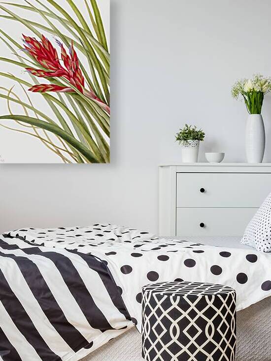 Quill Leaf Tillandsia Tillandsia fasciculata 1929 by IStockHistory com