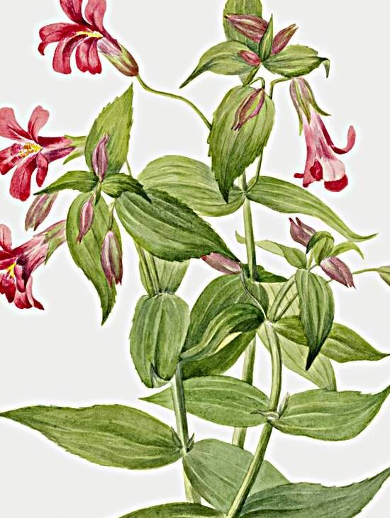 Lewis Monkey Flower Mimulus lewisii 1899 by IStockHistory com