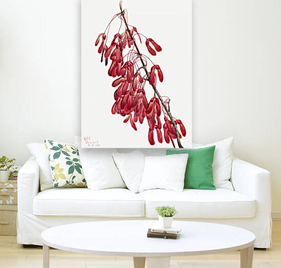 Carolina Maple Acer carolinianum 1923 by IStockHistory com