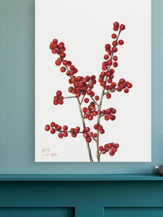 Winterberry Ilex verticillata 1920 by IStockHistory com