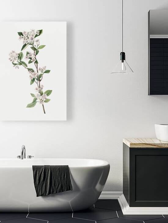 Cucumbertree Magnolia acuminata 1922 by IStockHistory com