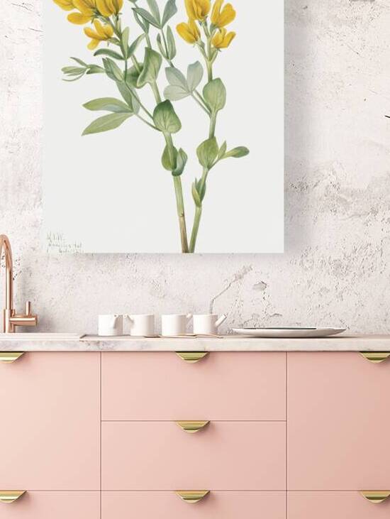 Goldenpea Thermopsis rhombifolia 1923 by IStockHistory com