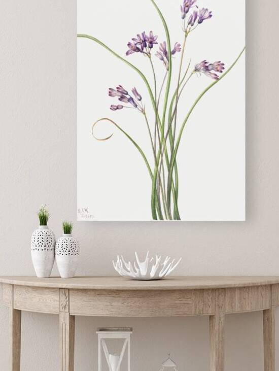 Wild Hyacinth Brodiaea pulchella 1927 by IStockHistory com