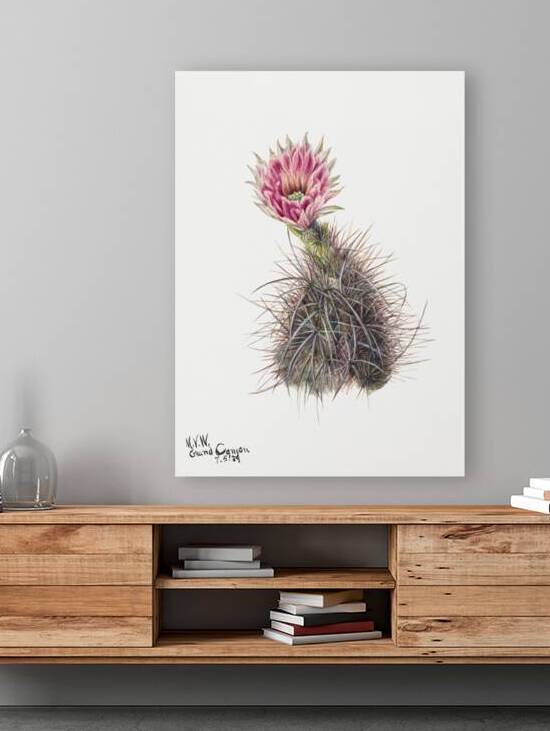 Cucumber cactus 1939 by IStockHistory com