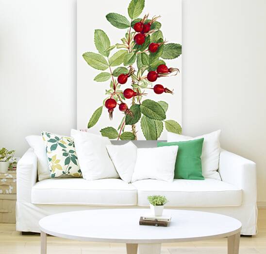 Bourgeau Rose Rosa bourgeauiana 1920 by IStockHistory com