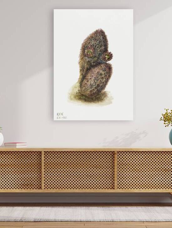 Green Strawberry Cactus Echinocereus viridiflorus 1925 by IStockHistory com