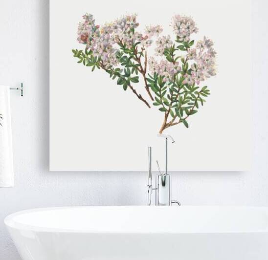 Sand Myrtle Leiophyllum lyoni 1930  by IStockHistory com