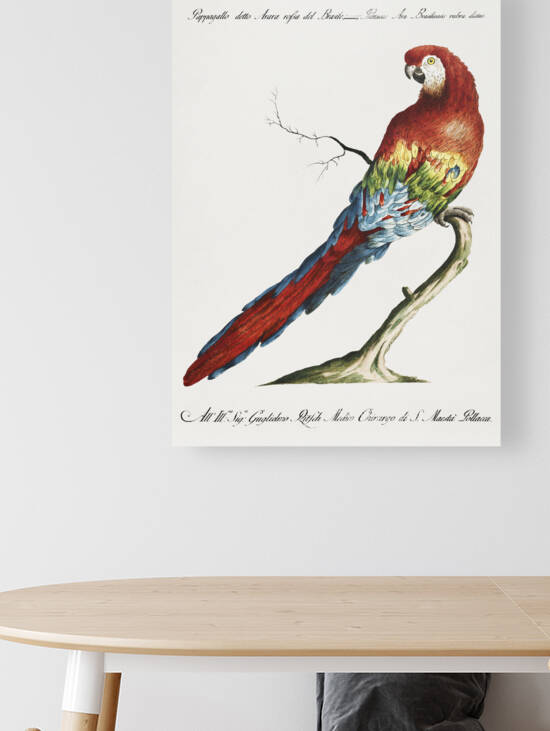 Pappagallo detto arara rossa del Brasile Macaw by IStockHistory com