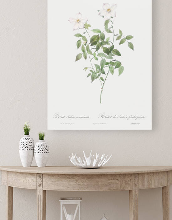 Vintage Austrian Briar rose by IStockHistory com