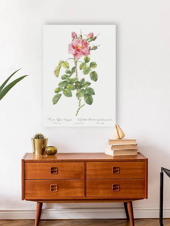 Four seasons rose in bloom by IStockHistory com