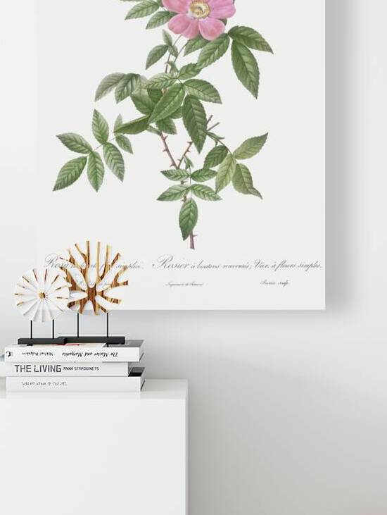 Pink boursault rose by IStockHistory com