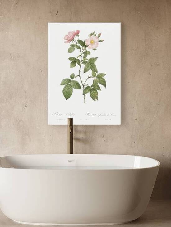 Redleaf rose in bloom by IStockHistory com