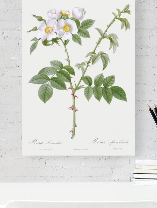 White flowered rose by IStockHistory com