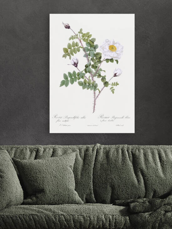 White flowered rose by IStockHistory com