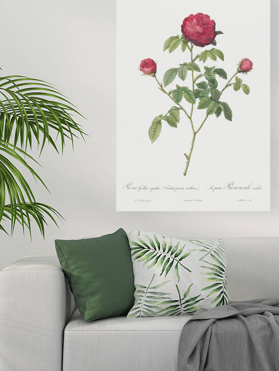 Agatha rose in bloom by IStockHistory com