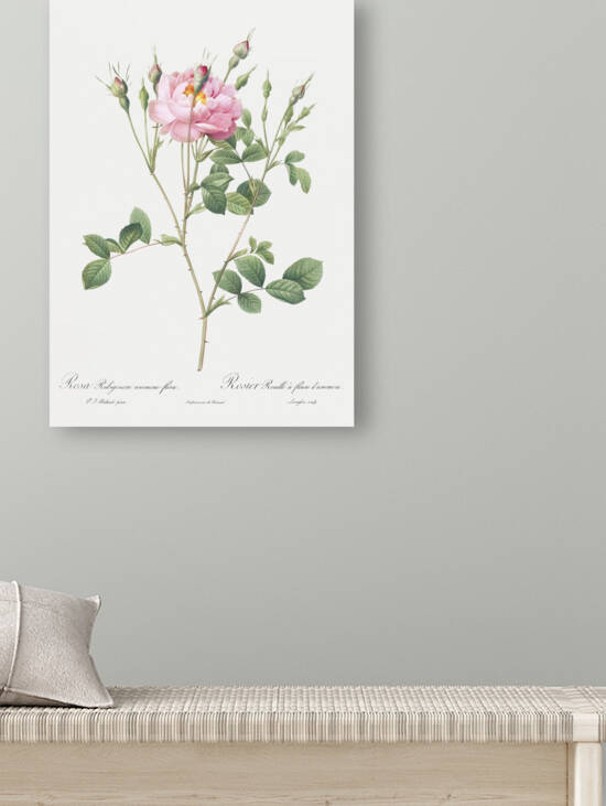 Anemone flowered sweetbriar rose by IStockHistory com