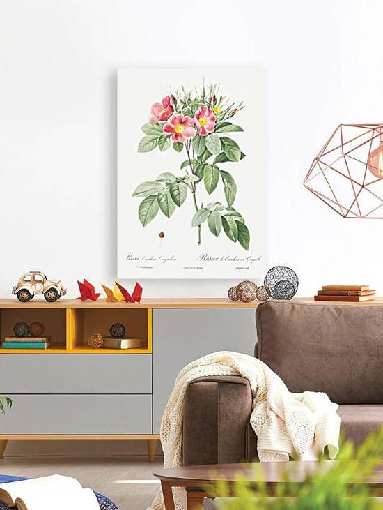 Blooming pink rosebush by IStockHistory com