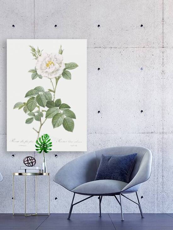 Blooming white rose by IStockHistory com