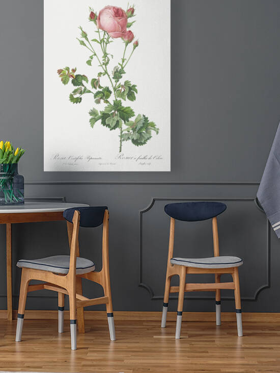 Blooming pink rosebush by IStockHistory com