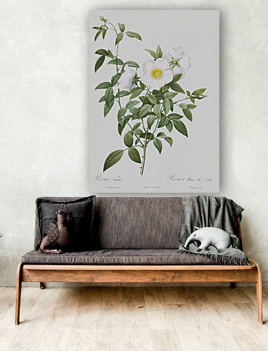 Blooming white roses by IStockHistory com