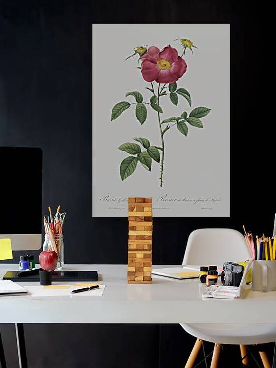 Stapelia rose in bloom by IStockHistory com