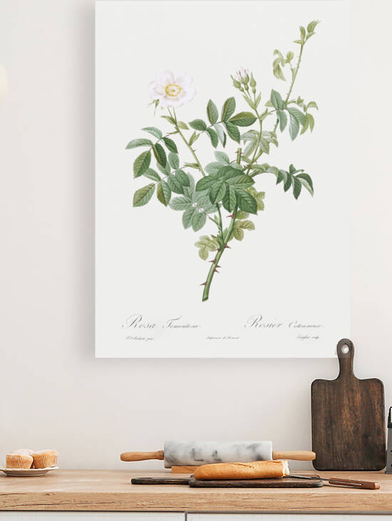 Les Roses  Redout√© 155 by IStockHistory com