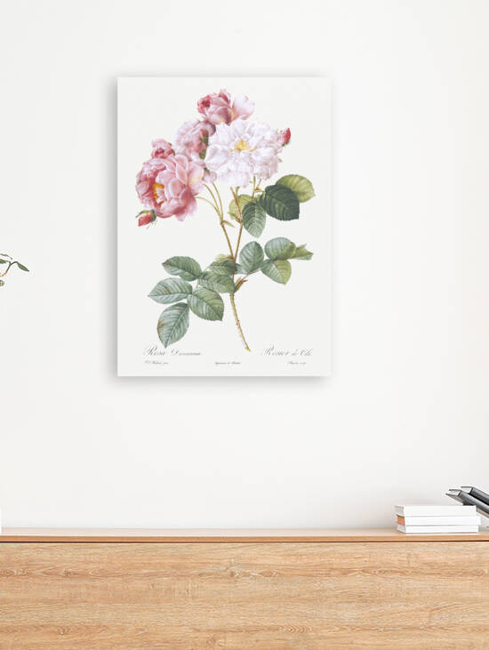 Pink damskus rose by IStockHistory com