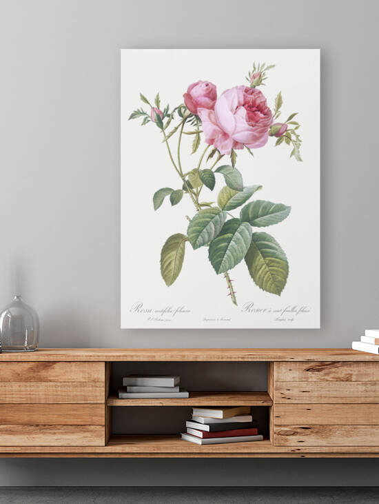 Pink cabbage rose by IStockHistory com