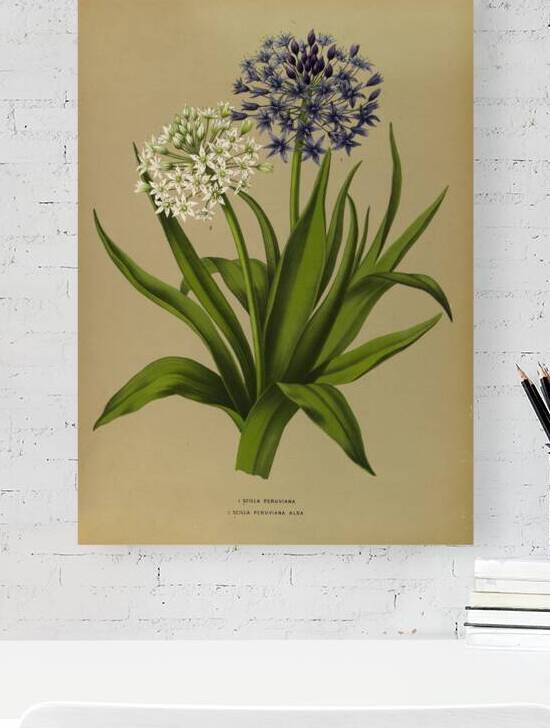 Album van Eeden : Haarlems flora : 1872-1881 by IStockHistory com